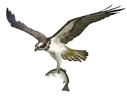 Female Osprey with her wings spread as she flies with a fixh in her talons.