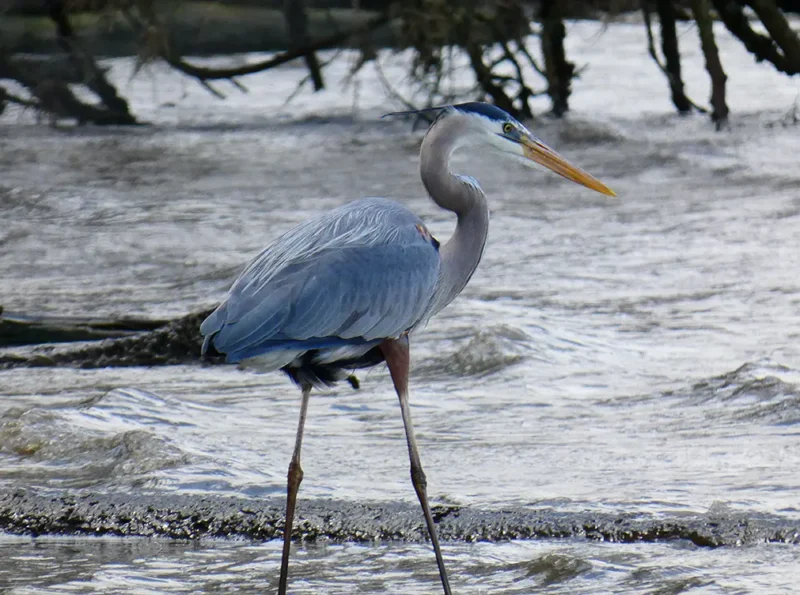 A Great Blue Heron standing in the waters of the York River on a windy day.