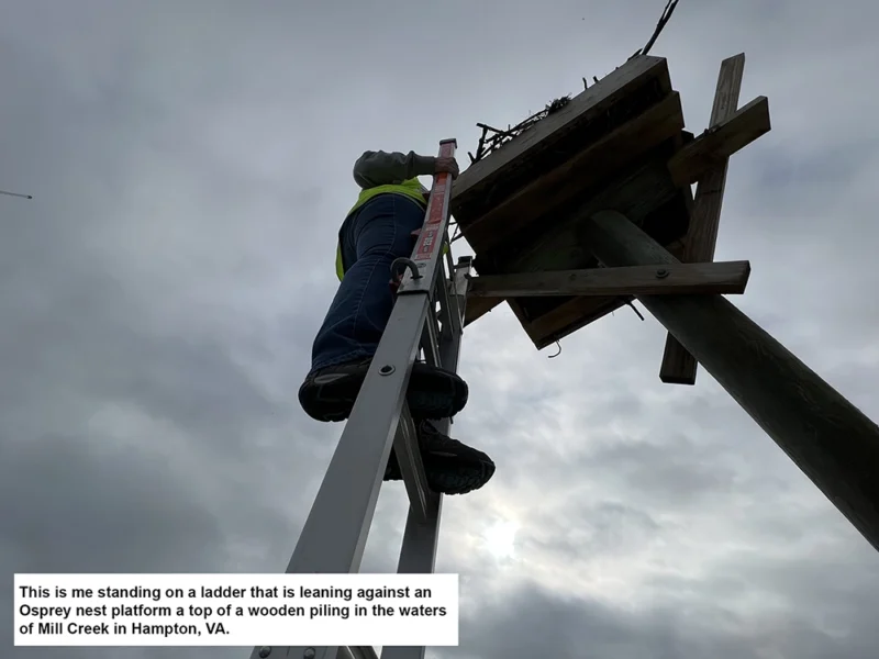 This is me standing on a ladder that is leaning against an Osprey nest platform a top a wooden piling in the waters of Mill Creek in Hampton, VA